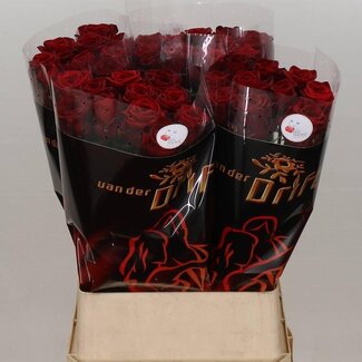 Freshy Rosen “Red Naomi” | Farbe: Rot | Länge ± 90 centimeter | Pro 10 Rosen