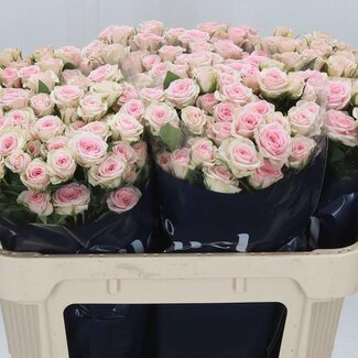 Freshy Dutch Spray Rose “Severina” | Colour: Pink | Length ± 70 centimetre | Per 10 fresh flowers