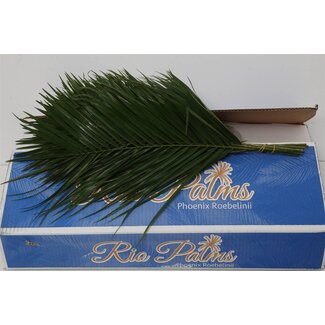 Freshy Phoenix Roebelenii Palm leaf | Colour: Green | Length ± 60 centimetre | Per 5 bunches