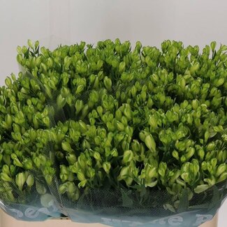 Freshy Alstroemeria Fl “White Pearls” | Couleur: Blanc | Longueur ± 75 centimeter | Par 10 tiges fleurs fraîches