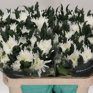 Freshy Déco Chrysanthème Chrysanthème “Topspin” | Couleur: Blanc | Longueur ± 70 centimeter | Par 10 fleurs fraîches