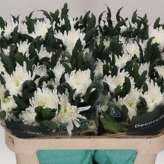 Freshy Deco Chrysanthemum Chrysanthemum “Topspin” | Colour: White | Length ± 70 centimetre | Per 10 fresh flowers