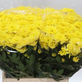 Freshy Troschrysant Chrysanthemum Aqua “Pastela Sunny” | Kleur: Geel | Lengte ± 65 centimeter | Per 20 stelen verse bloemen