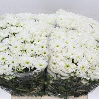 Freshy Troschrysant Chrysanthemum Aqua “Pina Colada” | Kleur: Wit | Lengte ± 65 centimeter | Per 20 stelen verse bloemen