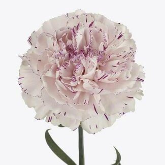 Freshy Œillet hollandais “Yukari” | Couleur: Blanc | Longueur ± 60 centimètre | Par 20 fleurs fraîches