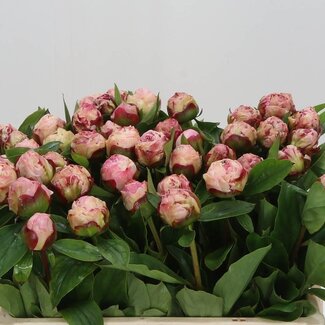 Freshy Paeonia Pioenroos L “Gardenia” | Kleur: Wit | Lengte ± 50 centimeter | Per 10 verse bloemen