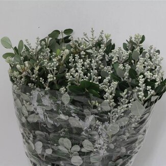Freshy Pittosporum Ralphii met bessen | Kleur: Groen | Lengte ± 50 centimeter | Per 5 bossen