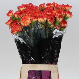 Freshy Lange Nelke “Zenit” | Farbe: Rot | Länge ± 70 Zentimeter | Pro 20 frische Blumen