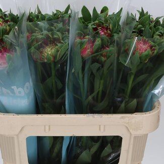 Freshy Alstroemeria “Sofiena” | Farbe: Rosa | Länge ± 70 centimeter | Pro 10 Stiele frische Blumen
