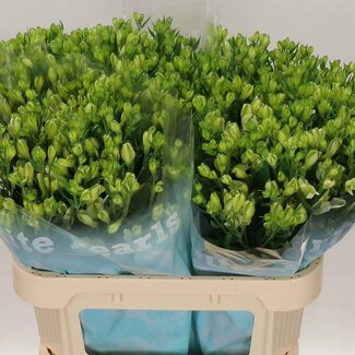 Freshy Alstroemeria Fl “White Pearls” | Kleur: Wit | Lengte ± 75 centimeter | Per 10 stelen verse bloemen