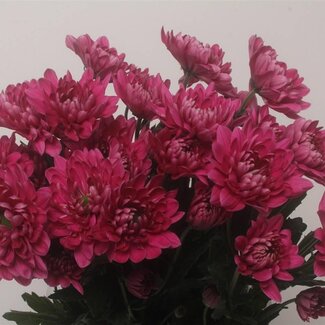 Freshy Troschrysant Chrysanthemum “Prada” | Kleur: Kerskleurig | Lengte ± 70 centimeter | Per 10 stelen verse bloemen