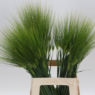 Freshy Triticum Aestivum Weizen | Farbe: Naturell | Länge ± 70 centimeter | Pro 100 Halme