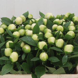 Freshy Paeonia Pivoine L “Duchesse de Nemours” | Couleur: Blanc | Longueur ± 50 centimeter | Par 20 fleurs fraîches