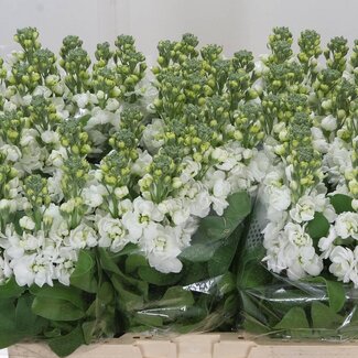 Freshy Violier “Centum White” | Kleur: Wit | Lengte ± 56 centimeter | Per 10 stelen verse bloemen