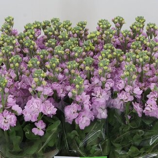 Freshy Violier “Mathilda Pink” | Kleur: Roze | Lengte ± 60 centimeter | Per 10 stelen verse bloemen