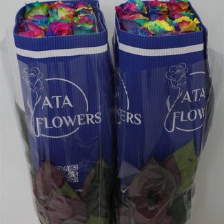 Freshy Rose à grandes fleurs “Rainbow” Teintée | Couleur: Couleurs mélangées | Longueur ± 70 centimeter | Origine Équateur | Par 25 fleurs fraîches