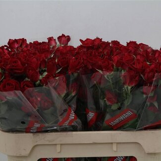 Freshy Dutch spray rose “Dominica” | Colour: Red | Length ± 80 centimetre | Per 10 fresh flowers