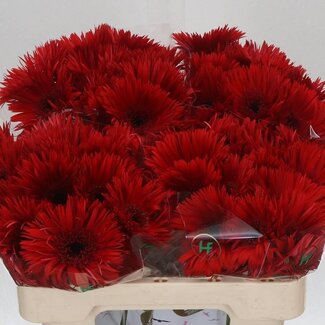 Freshy Gerbera Spider Mi Aqua “Vulcano” | Kleur: Rood | Lengte ± 50 centimeter | Per 20 verse bloemen
