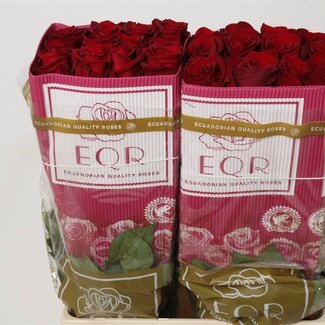 Freshy Großblütige Rose “Explorer” | Farbe: Rot | Länge ± 60 centimeter | Herkunft Ecuador | Pro 25 frische Blumen