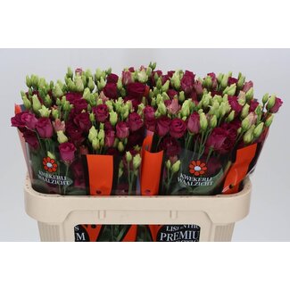 Freshy Eustoma Lisianthus Double “Arosa Red” | Couleur: Rouge | Longueur ± 70 centimètres | Par 10 tiges de fleurs fraîches