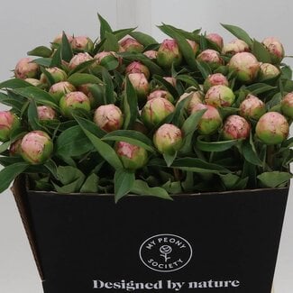 Freshy Paeonia Peony L “Catharina Fontijn” | Colour: Pink | Length ± 50 centimetre | Per 10 fresh flowers
