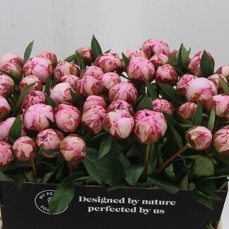 Freshy Paeonia Peony L “Sarah Bernhardt” | Colour: Purple Pink | Length ± 60 centimetre | Per 10 fresh flowers