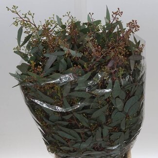 Freshy Eucalyptus Populus met bessen | Kleur: Groen | Lengte ± 70 centimeter | Per 5 bossen