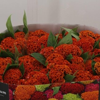 Freshy Celosia Cristata “Act Zara” | Kleur: Oranje | Lengte ± 72 centimeter | Per 10 verse bloemen