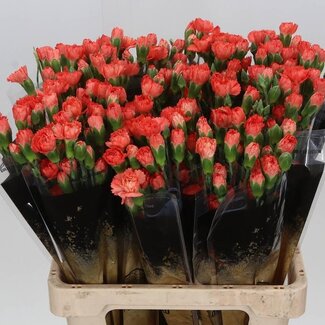 Freshy Spray-Nelke “Romany” | Farbe: Oranje | Länge ± 60 centimeter | Pro 25 frische Blumen