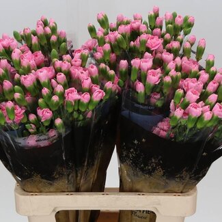 Freshy Spray carnation “Pink Pigeon” | Colour: Pink | Length ± 60 centimetre | Per 25 fresh flowers