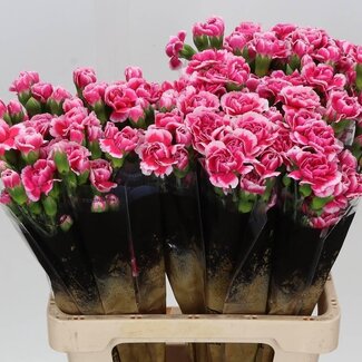 Freshy Spray carnation “Cosmocherry” | Colour: Pink | Length ± 60 centimeter | Per 25 fresh flowers