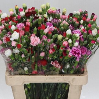 Freshy Spray carnation “Mixed Rainbow” | Colour: Mixed Colours | Length ± 60 centimeter | Per 50 fresh flowers