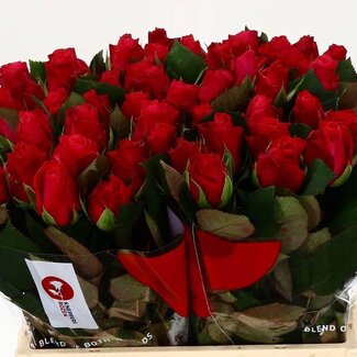 Freshy Rosen “Tacazzi” | Farbe: Rosa | Länge ± 40 Zentimeter | Pro 20 Rosen