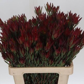 Freshy Leucadendron “Safari Blush” Vertakt | Kleur: Rood | Lengte ± 60 centimeter | Per 20 verse bloemen