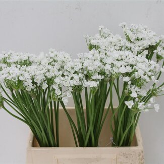 Freshy Allium “Flocon” | Colour: White | Length ± 45 centimetre | Per 60 stems fresh flowers
