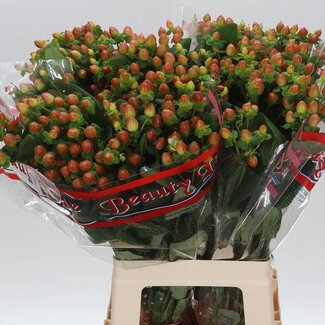 Freshy Hypericum Hertshooi “Globo Coral” | Kleur: Bruin | Lengte ± 70 centimeter | Per 25 stelen