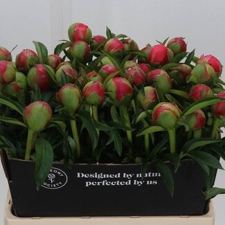 Freshy Paeonia Peony “Coral Charm” | Colour: Pink | Length ± 60 centimeter | Per 10 fresh flowers