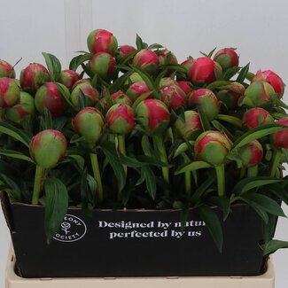 Freshy Paeonia Pioenroos “Coral Charm” | Kleur: Roze | Lengte ± 60 centimeter | Per 10 verse bloemen