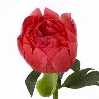 Freshy Paeonia Pioenroos L “Coral Sunset” | Kleur: Roze | Lengte ± 60 centimeter | Per 10 verse bloemen