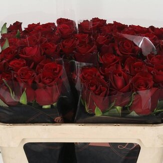 Freshy Roses “Ever Red” | Couleur: Rouge | Longueur ± 70 centimeter | Par 10 roses
