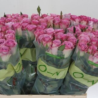 Freshy Rozen “Thriller” | Kleur: Paars Roze | Lengte ± 60 centimeter | Per 20 rozen