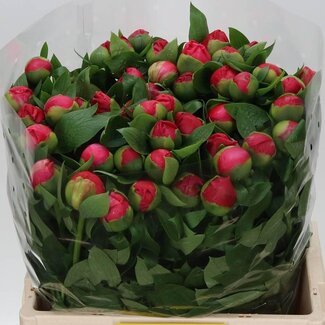Freshy Paeonia Pfingstrose L “Flame” | Farbe: Rosa | Länge ± 60 centimeter | Pro 10 frische Blumen