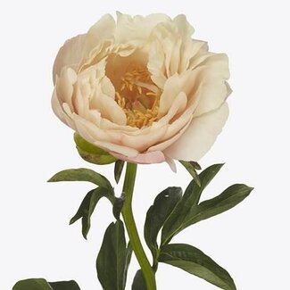Freshy Paeonia Pioenroos “Kingsday” | Kleur: Wit Oranje | Lengte ± 60 centimeter | Per 10 verse bloemen