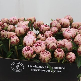 Freshy Paeonia pivoine “Marguerite Gerard” | Couleur: Rose | Longueur ± 55 centimeter | Par 10 fleurs fraîches