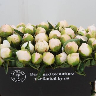 Freshy Paeonia Pioenroos L “Princes Bride” | Kleur: Wit | Lengte ± 55 centimeter | Per 10 verse bloemen