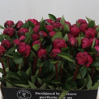 Freshy Paeonia Pfingstrose L “Red Sarah Bernhardt” | Farbe: Rosa | Länge ± 60 centimeter | Pro 10 frische Blumen