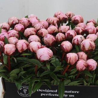 Freshy Paeonia Peony L “Reine Hortense” | Colour: Purple Pink | Length ± 60 centimetre | Per 10 fresh flowers