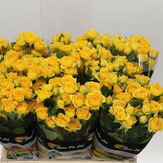 Freshy Hollandse Trosroos “Babe” | Kleur: Geel | Lengte ± 60 centimeter | Per 10 verse bloemen