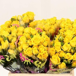 Freshy Hollandse Trosroos “Tarantella” | Kleur: Geel | Lengte ± 40 centimeter | Per 20 verse bloemen