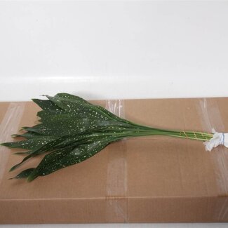 Freshy Aspidistra “Milky Way” | Kleur: Groen | Lengte ± 45 centimeter | Per 5 bossen